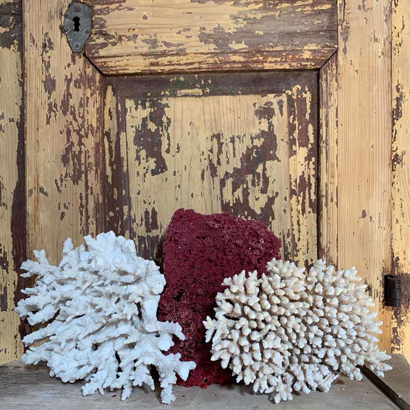 Vintage Natural Coral Specimen