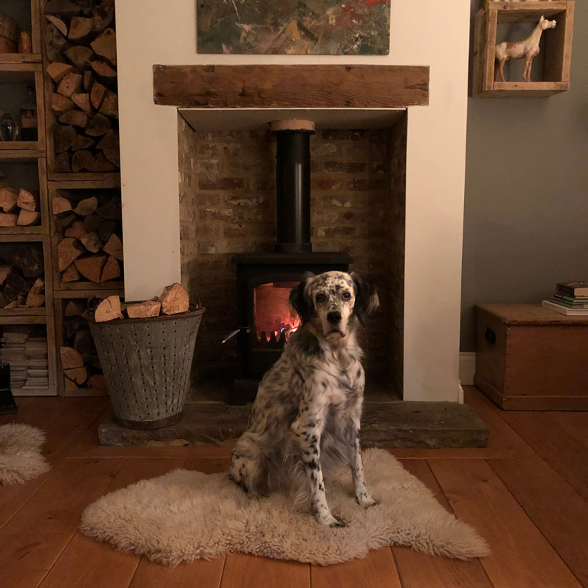dog front of firepalce