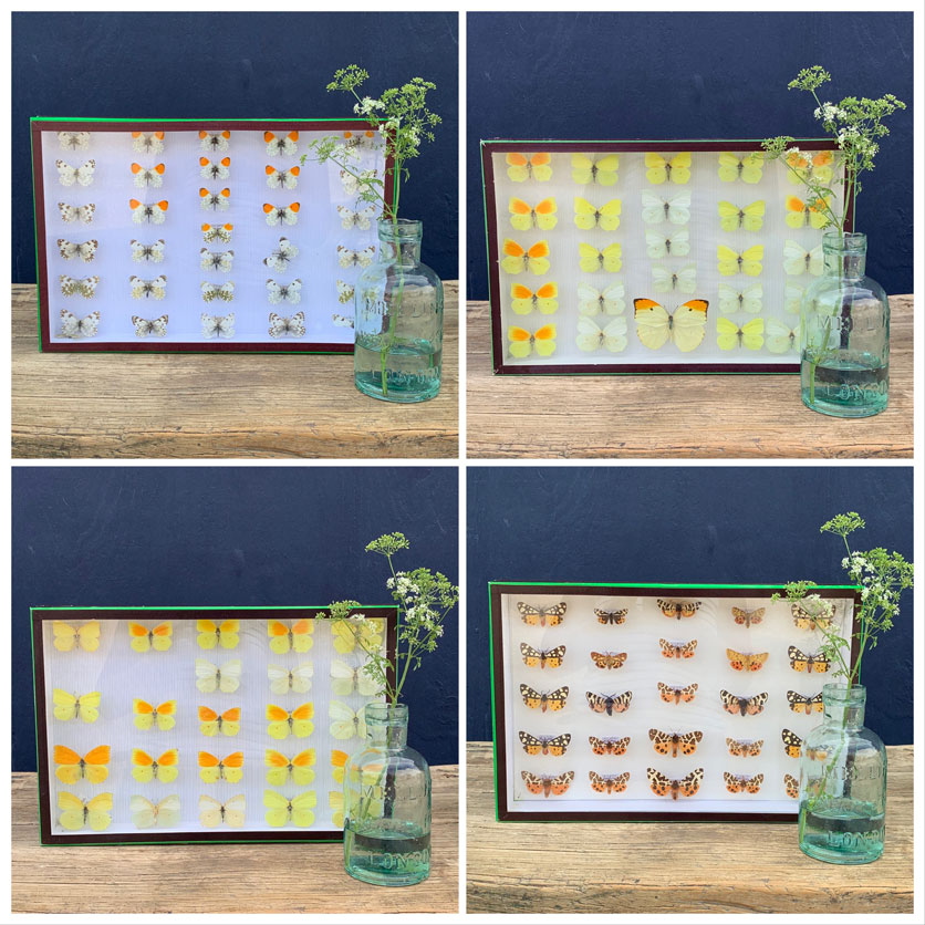 antique framed butterfly collection