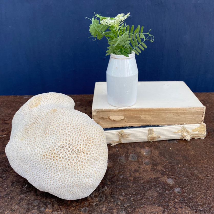 Vintage branch coral specimen