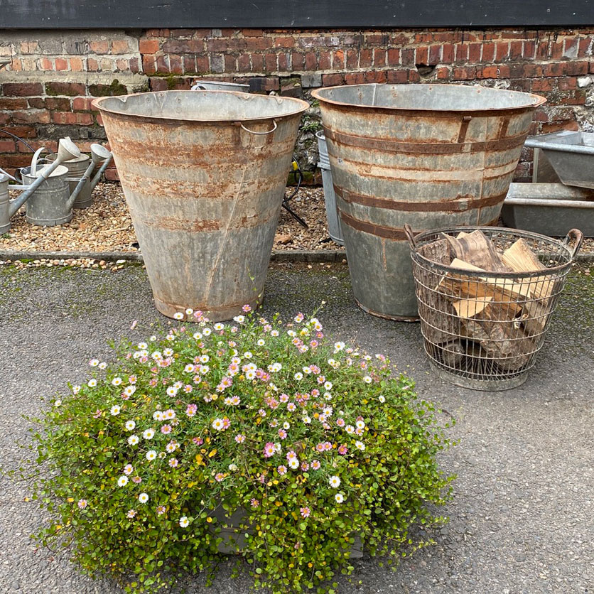 Large Vintage Olive Tree Garden Planter | Pair