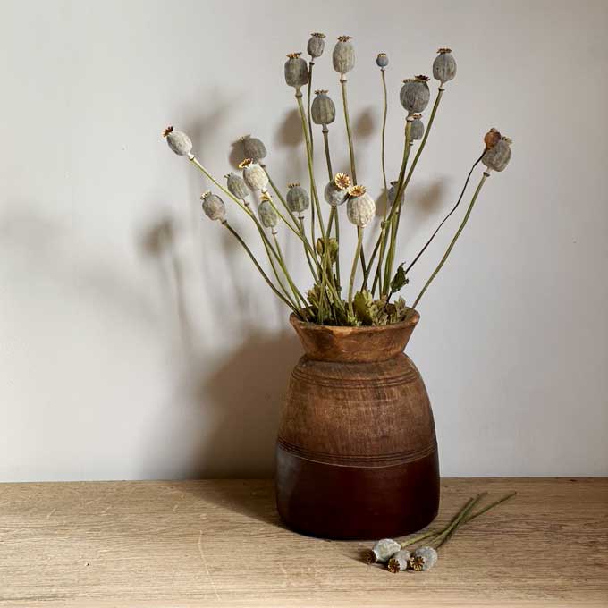Dried Flower Giant Poppy