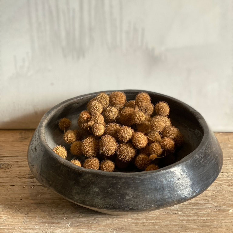 Dried Flower Seed Pods