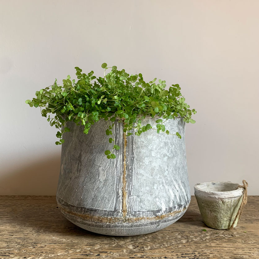 Medium Tin Planter | Gold Stripe