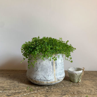 Small Tin Planter | Gold Stripe