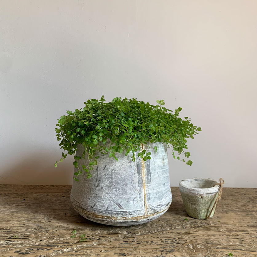 Small Tin Planter | Gold Stripe