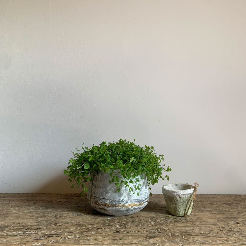 Extra Small Tin Planter | Gold Stripe