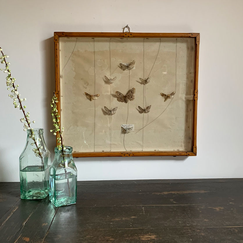 Georgian 1830's entomology tray Moths C