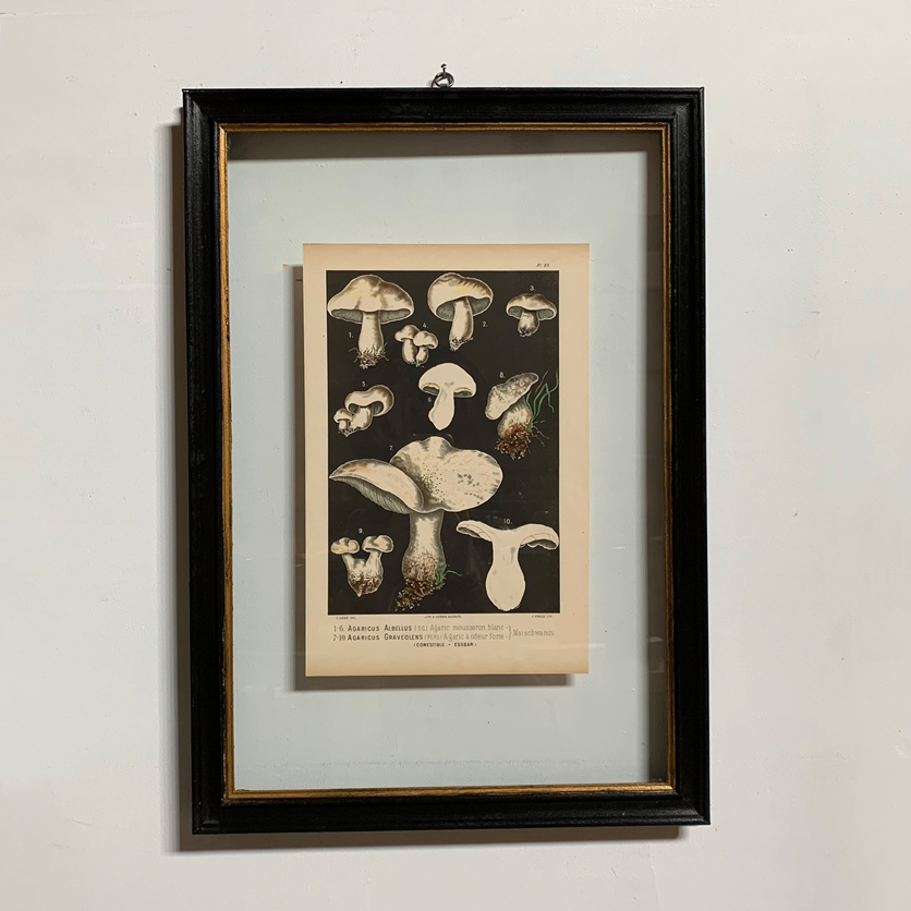 Antique Book Plate Print Mushrooms | 03