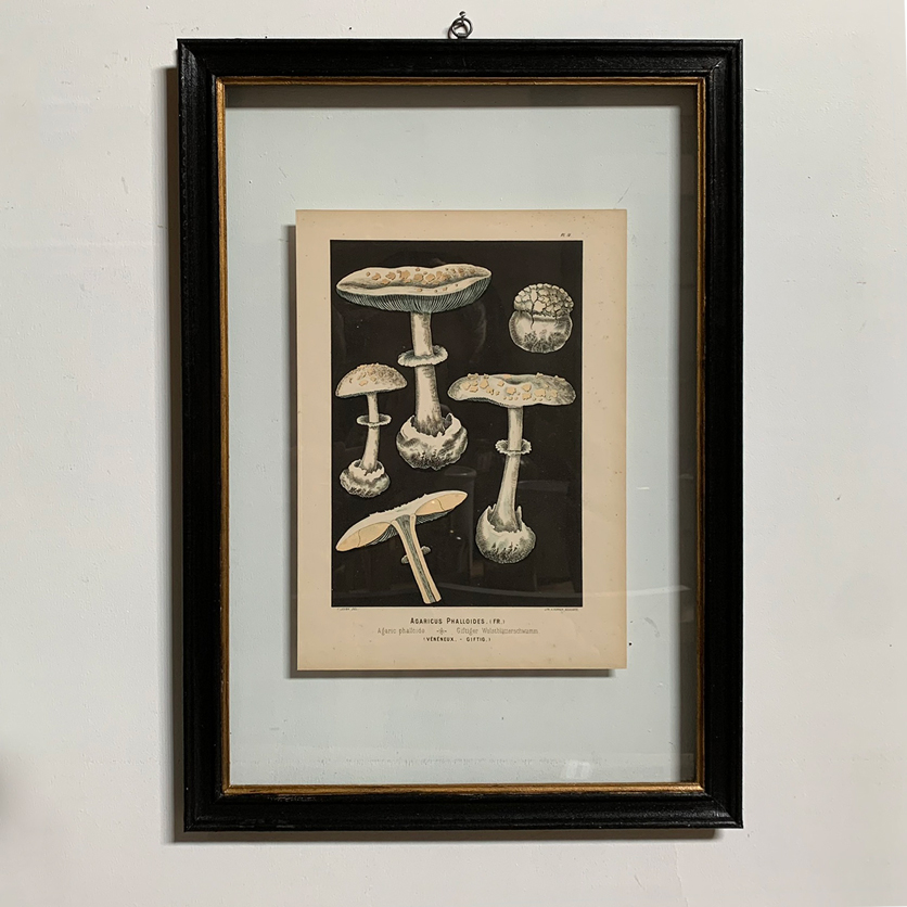 Antique Book Plate Print Mushrooms | 04