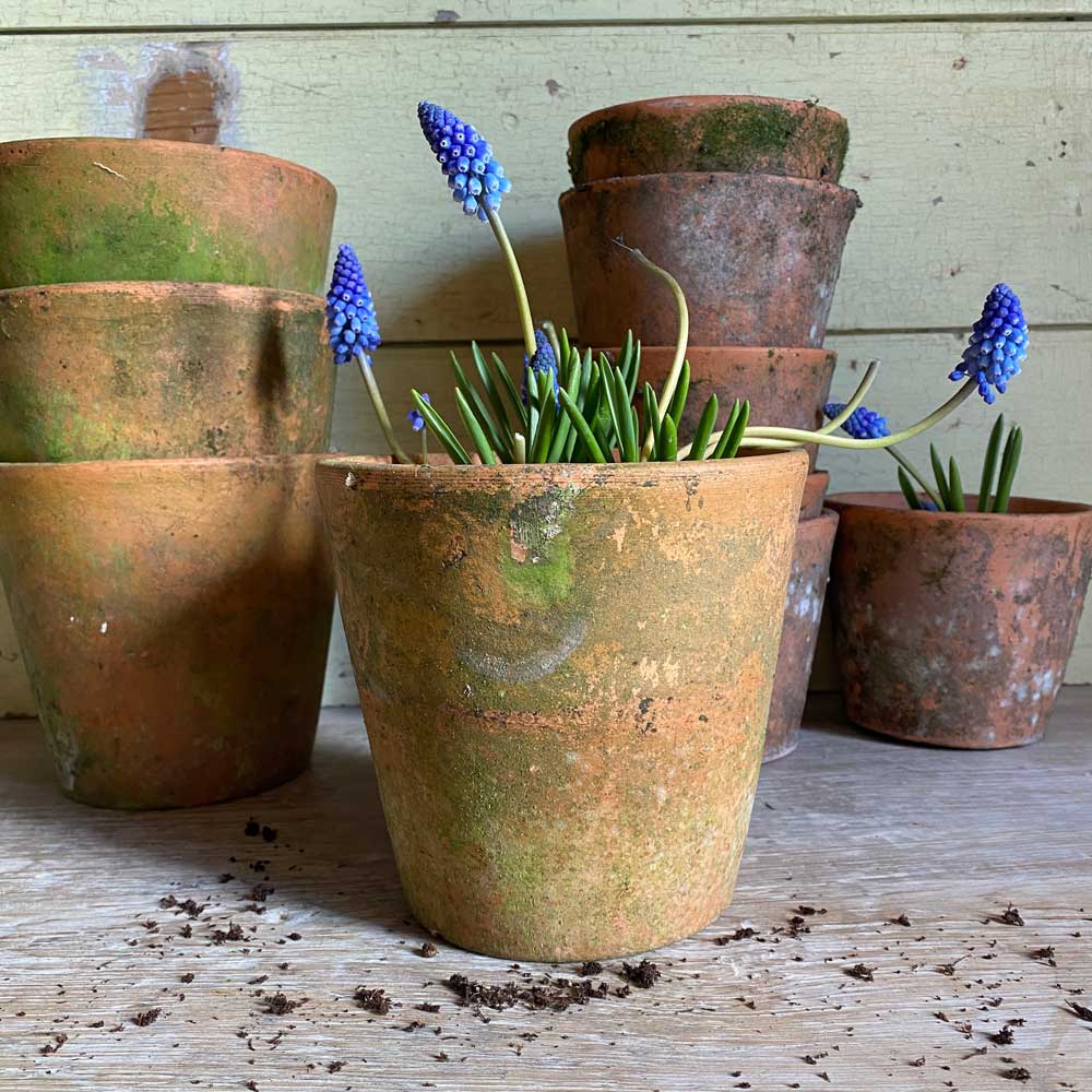 Terracotta pot Medium moss covered