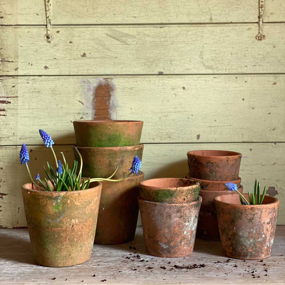Terracotta pot Small moss covered