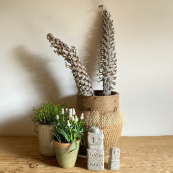 Dried Palm Tree Seed Head