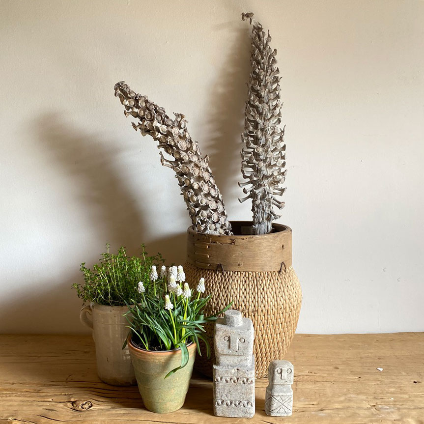 Dried Palm Tree Seed Head