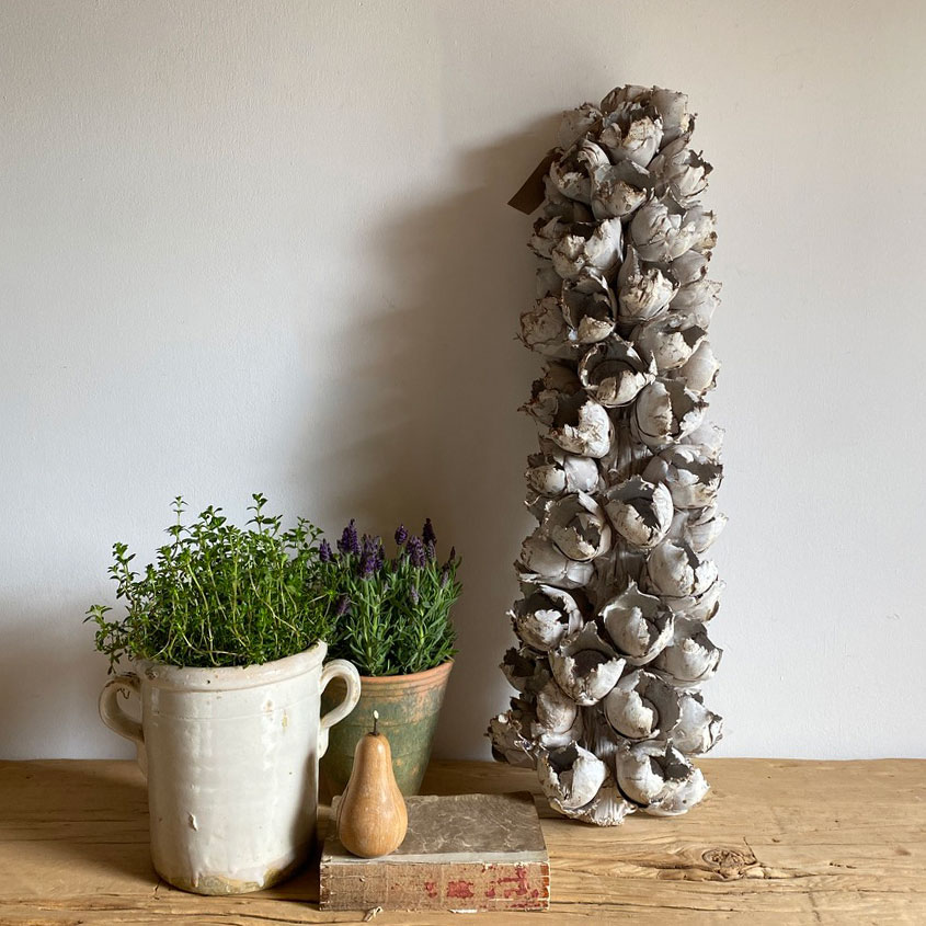 Dried De Coco Seed Stem Large