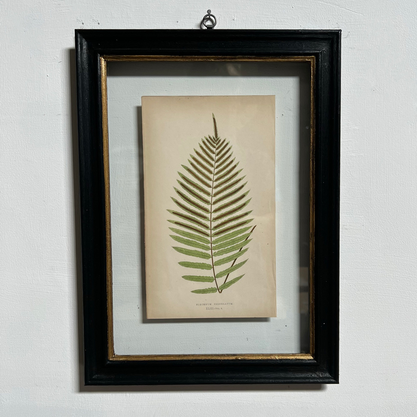 Antique Framed Fern Print | 13