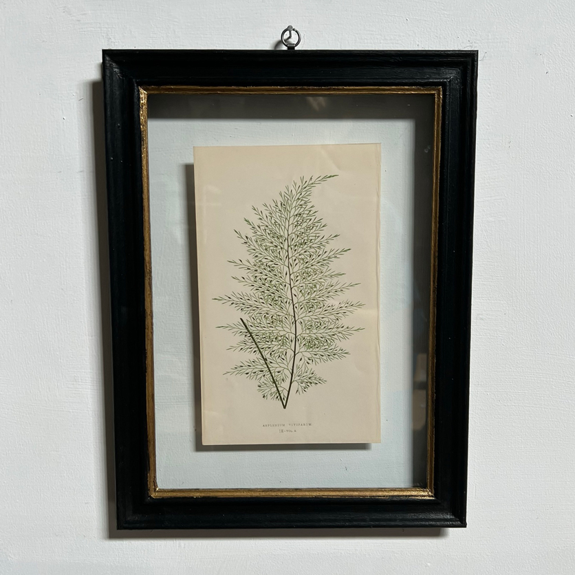 Antique Framed Fern Print | 15