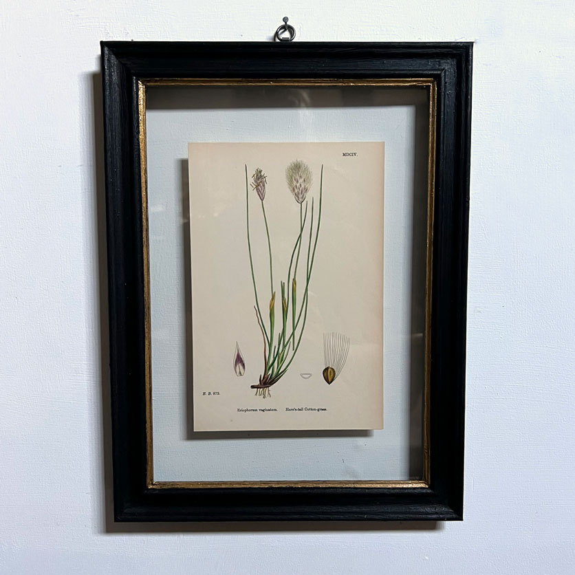 Antique Framed Grass Print | 4