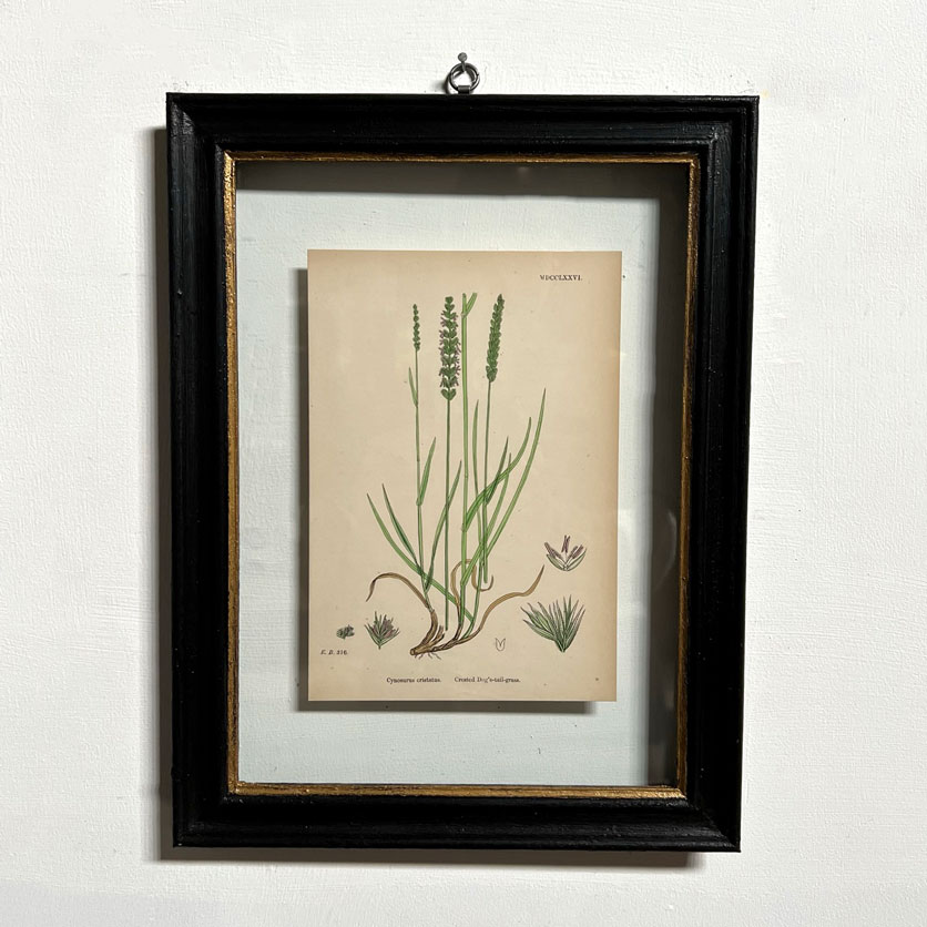 Antique Framed Grass Print | 6