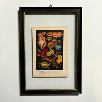 Antique Book Plate Print Mushrooms | 01