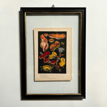 Antique Book Plate Print Mushrooms | 01