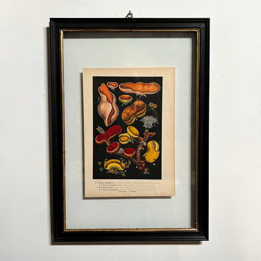 Antique Book Plate Print Mushrooms | 01