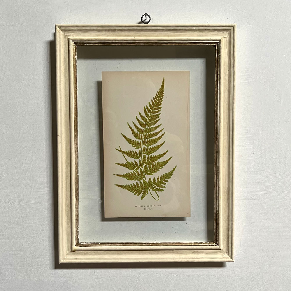 Antique Framed Fern Print | 10