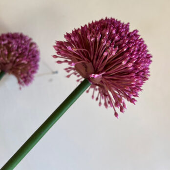 Faux Large Allium Stem