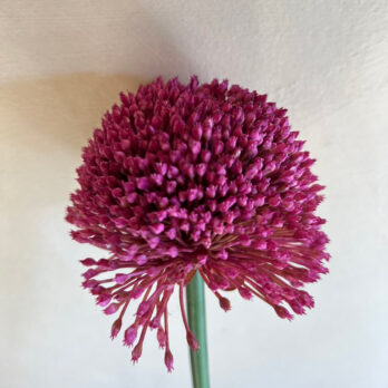 Faux Large Allium Stem