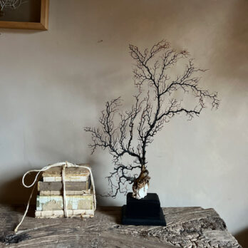 Vintage Sea Fan on stand | No: 1