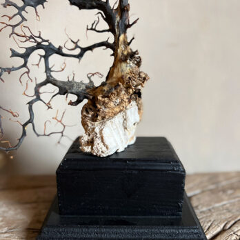 Vintage Sea Fan on stand | No: 1