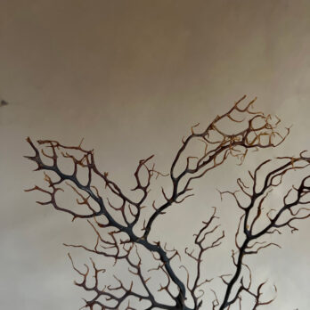 Vintage Sea Fan on stand | No: 1