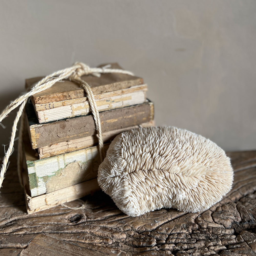 Vintage white Coral | No:5