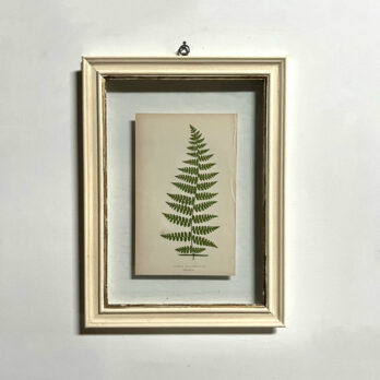 Antique Framed Fern Print | 11
