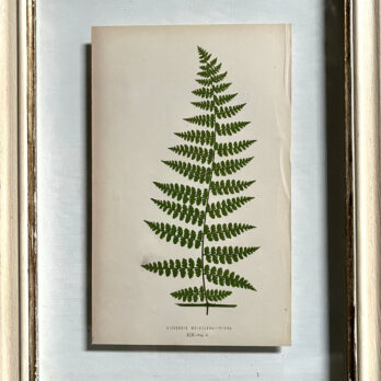 Antique Framed Fern Print | 11