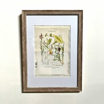 Botanical Book plate collage artwork 156