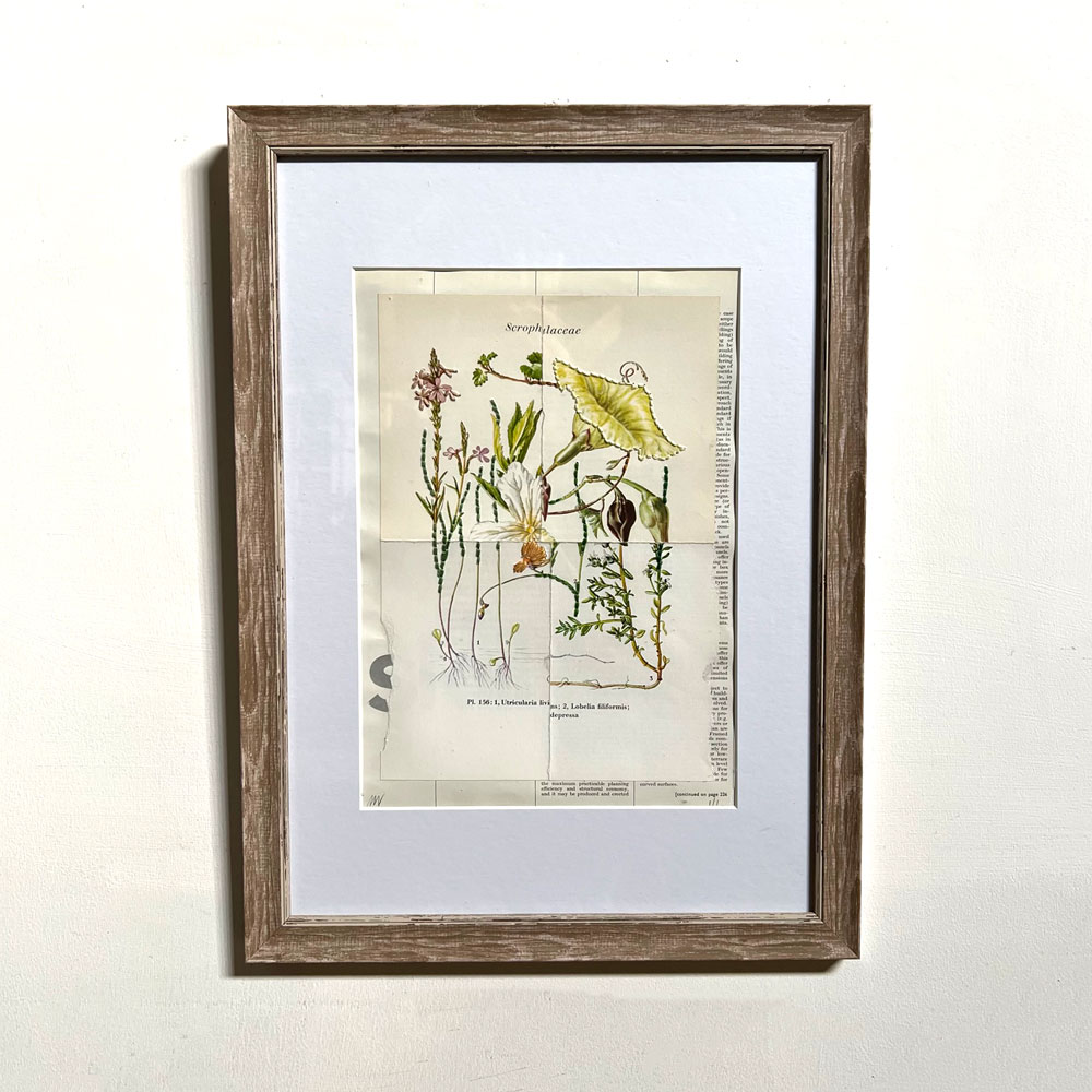 Botanical Book plate collage artwork 156