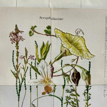 Botanical Book plate collage artwork 156