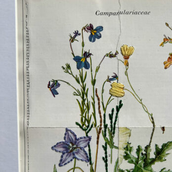 Botanical Book plate collage artwork 166