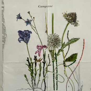 Botanical Book plate collage artwork 167