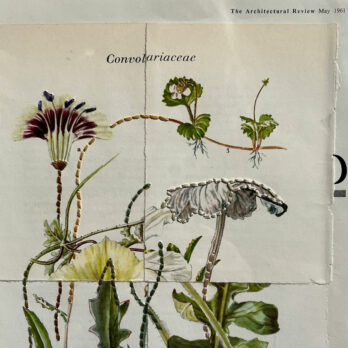 Botanical Book plate collage artwork 172