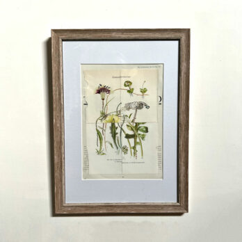Botanical Book plate collage artwork 172
