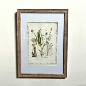 Botanical Book plate collage artwork 173