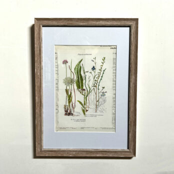 Botanical Book plate collage artwork 173