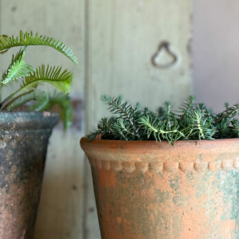 Terracotta aged pot Medium | Laced