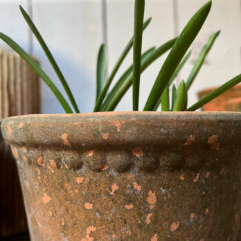 Terracotta aged pot Small | Laced