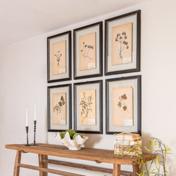 FRAMED BOTANICAL | VINTAGE PRESSED FLOWER ARTWORK No: