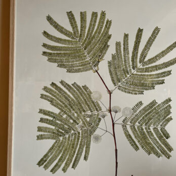 Extra Large Botanical Artwork | Mimosa Divaricata