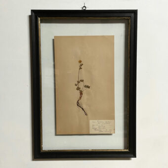 FRAMED BOTANICAL | VINTAGE PRESSED FLOWER ARTWORK No: 2