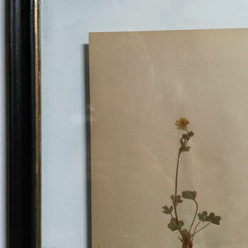 FRAMED BOTANICAL | VINTAGE PRESSED FLOWER ARTWORK No: 2